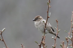 Passer domesticus