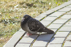Columba livia domestica