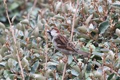 Passer domesticus