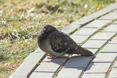 Columba livia domestica