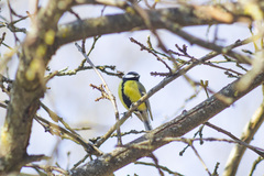 Parus major