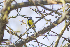 Parus major