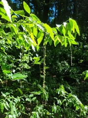 Monococcus echinophorus