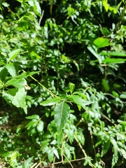 Monococcus echinophorus