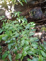 Monococcus echinophorus