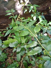 Monococcus echinophorus