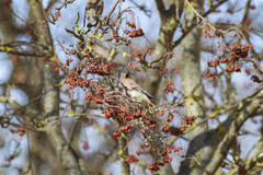 Bombycilla garrulus
