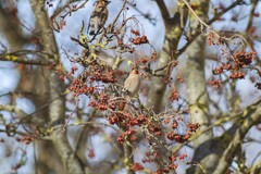 Bombycilla garrulus