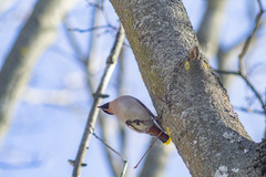 Bombycilla garrulus