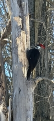 Dryocopus
