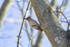 Bombycilla garrulus