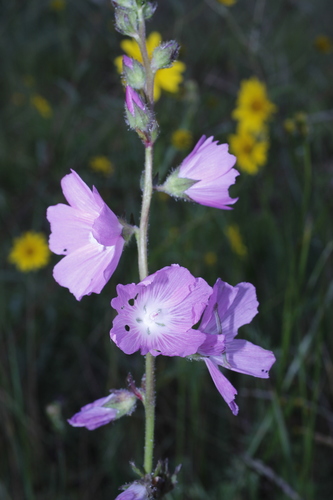 Image of Sidalcea neomexicana by (c) Arturo Castro Castro, some rights reserved (CC BY)