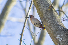 Bombycilla garrulus