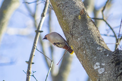 Bombycilla garrulus