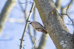 Bombycilla garrulus