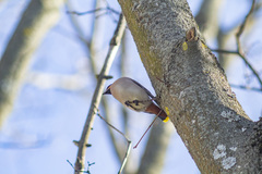 Bombycilla garrulus