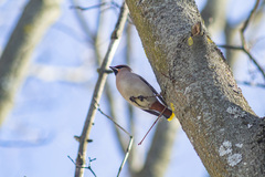 Bombycilla garrulus
