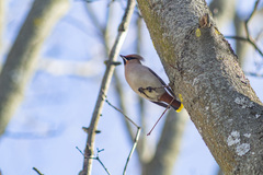Bombycilla garrulus