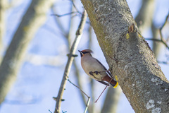 Bombycilla garrulus