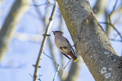 Bombycilla garrulus