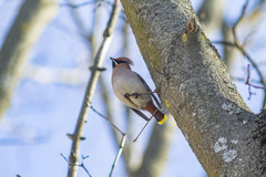Bombycilla garrulus