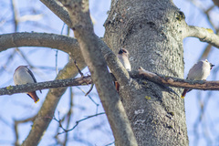 Bombycilla garrulus