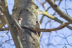 Bombycilla garrulus