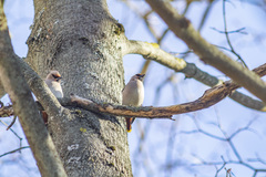 Bombycilla garrulus
