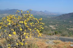Cochlospermum religiosum
