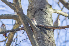 Bombycilla garrulus