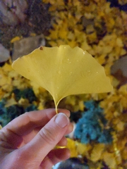 Ginkgo biloba