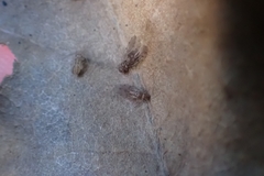 Psocodea