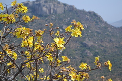Cochlospermum religiosum