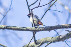 Bombycilla garrulus