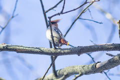Bombycilla garrulus