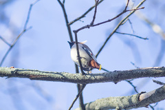 Bombycilla garrulus