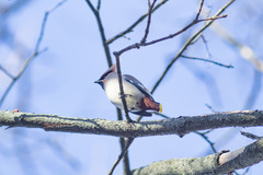 Bombycilla garrulus