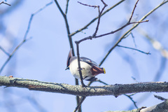 Bombycilla garrulus