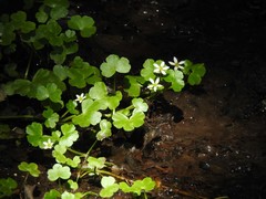 Ranunculus hederaceus