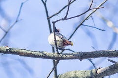 Bombycilla garrulus