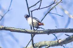 Bombycilla garrulus
