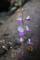 Collinsia linearis