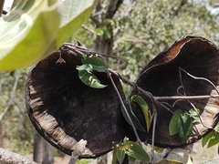 Aspidosperma macrocarpon