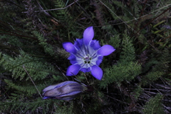 Gentiana bicuspidata