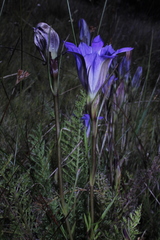 Gentiana bicuspidata