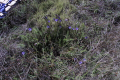 Gentiana bicuspidata