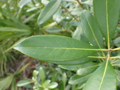 Cartrema