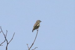 Zimmerius gracilipes