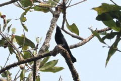 Lampropsar tanagrinus