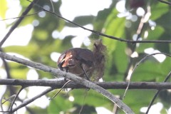 Pachyramphus minor
